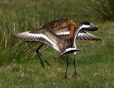 Black-tailed Godwit