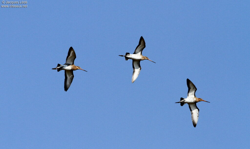 Black-tailed Godwit