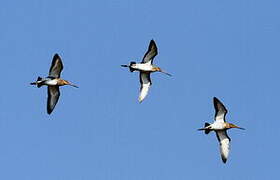 Black-tailed Godwit