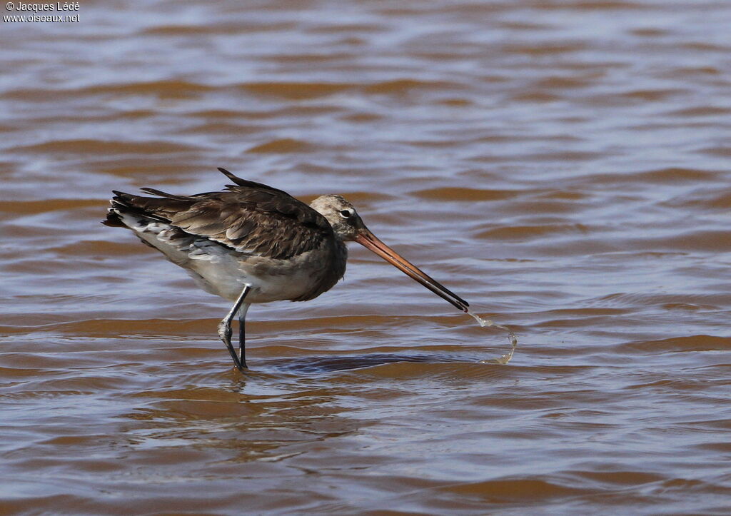 Black-tailed Godwit