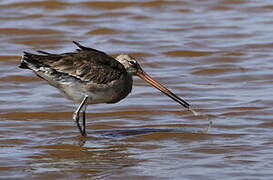 Black-tailed Godwit