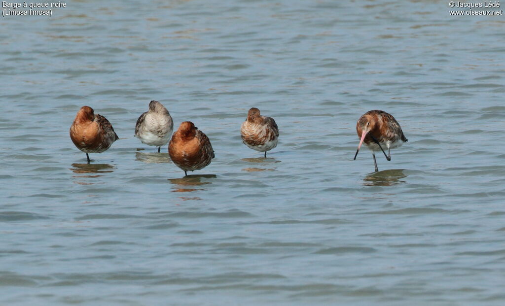 Black-tailed Godwit