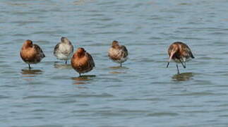 Black-tailed Godwit