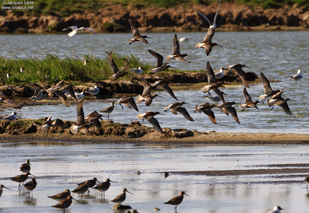 Bar-tailed Godwit