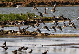 Bar-tailed Godwit