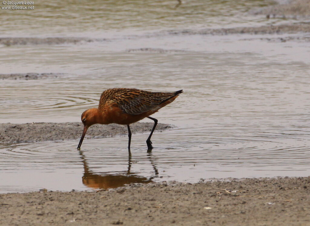 Bar-tailed Godwit