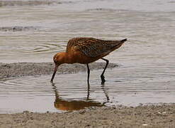 Bar-tailed Godwit