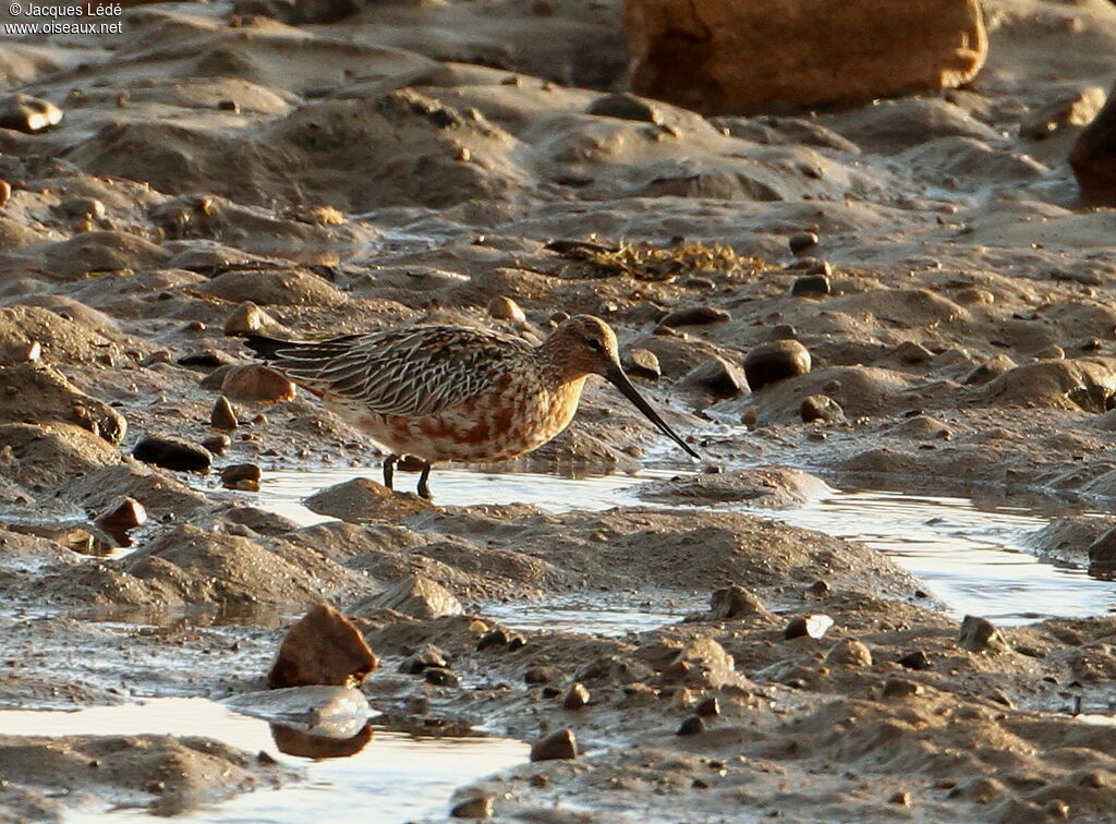 Bar-tailed Godwit