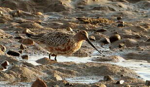 Bar-tailed Godwit