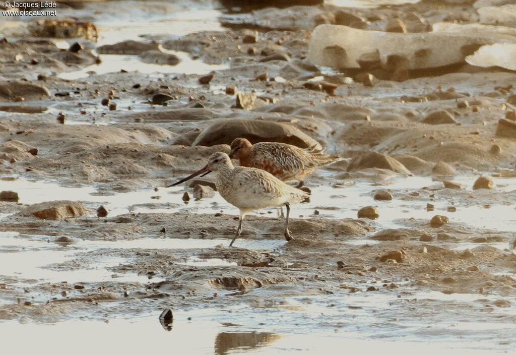 Bar-tailed Godwit