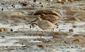 Bar-tailed Godwit