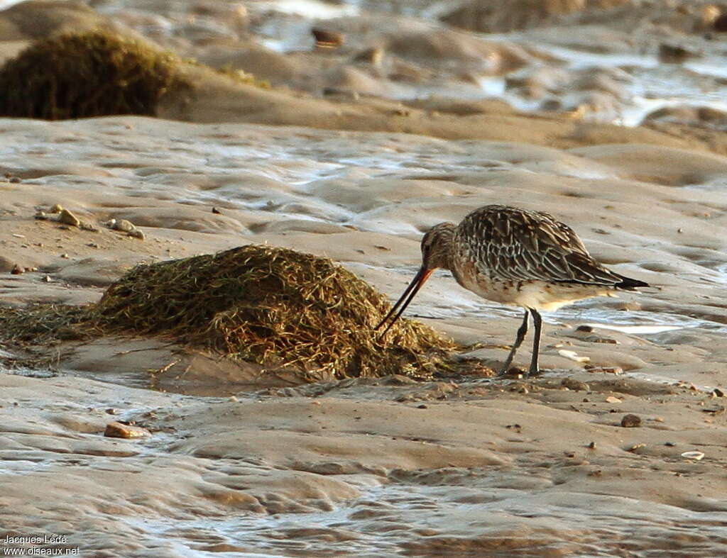 Bar-tailed Godwit female adult, habitat, fishing/hunting, Behaviour