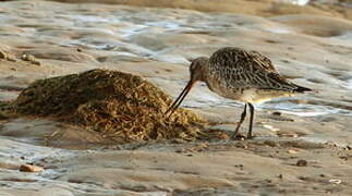 Bar-tailed Godwit