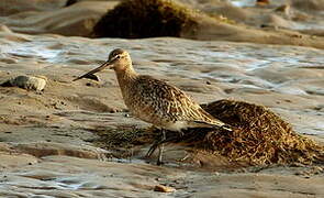 Bar-tailed Godwit