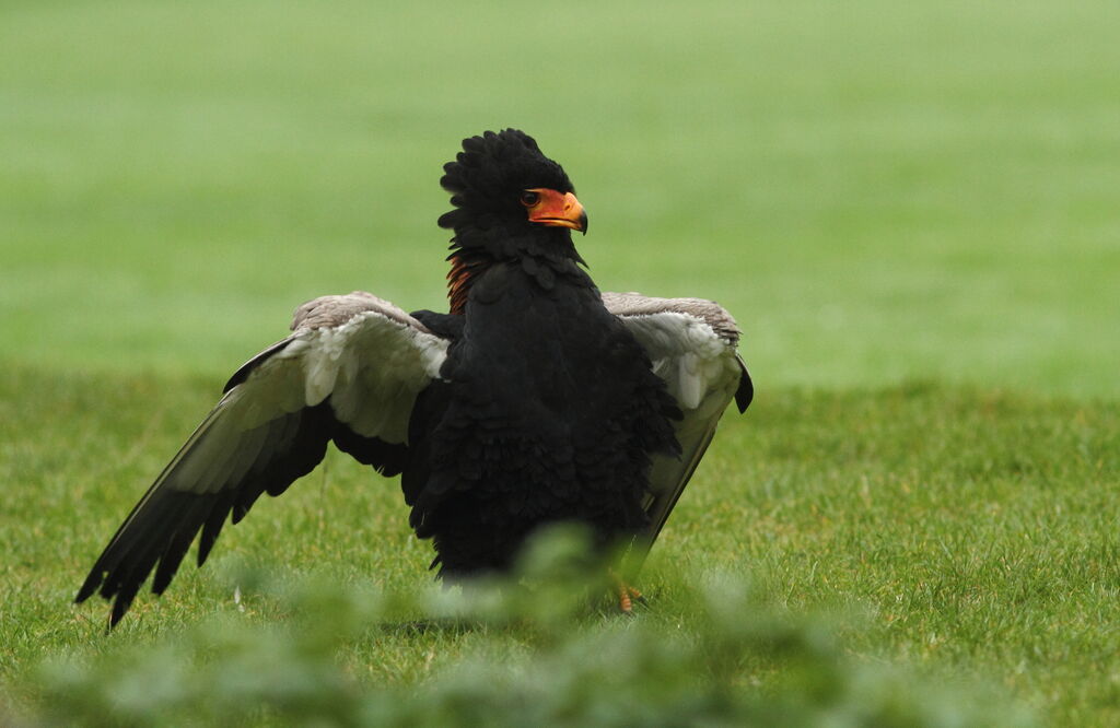 Bateleur des savanes