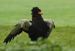 Bateleur des savanes