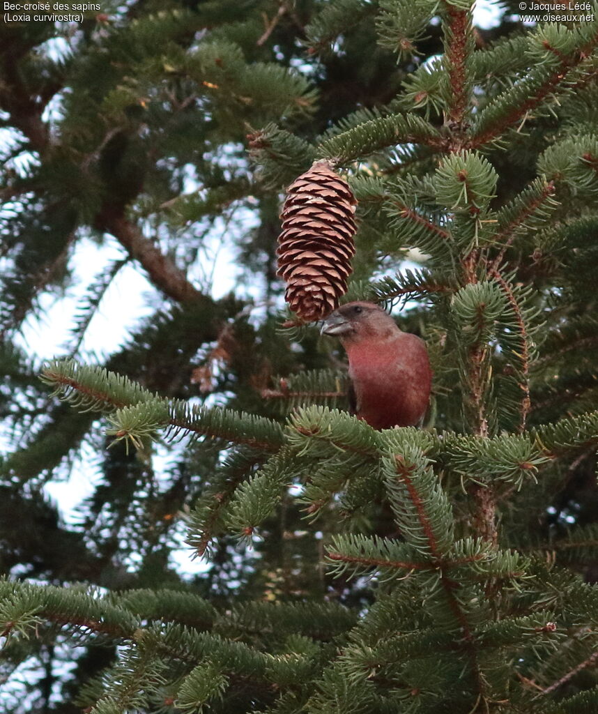 Bec-croisé des sapins