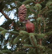 Red Crossbill