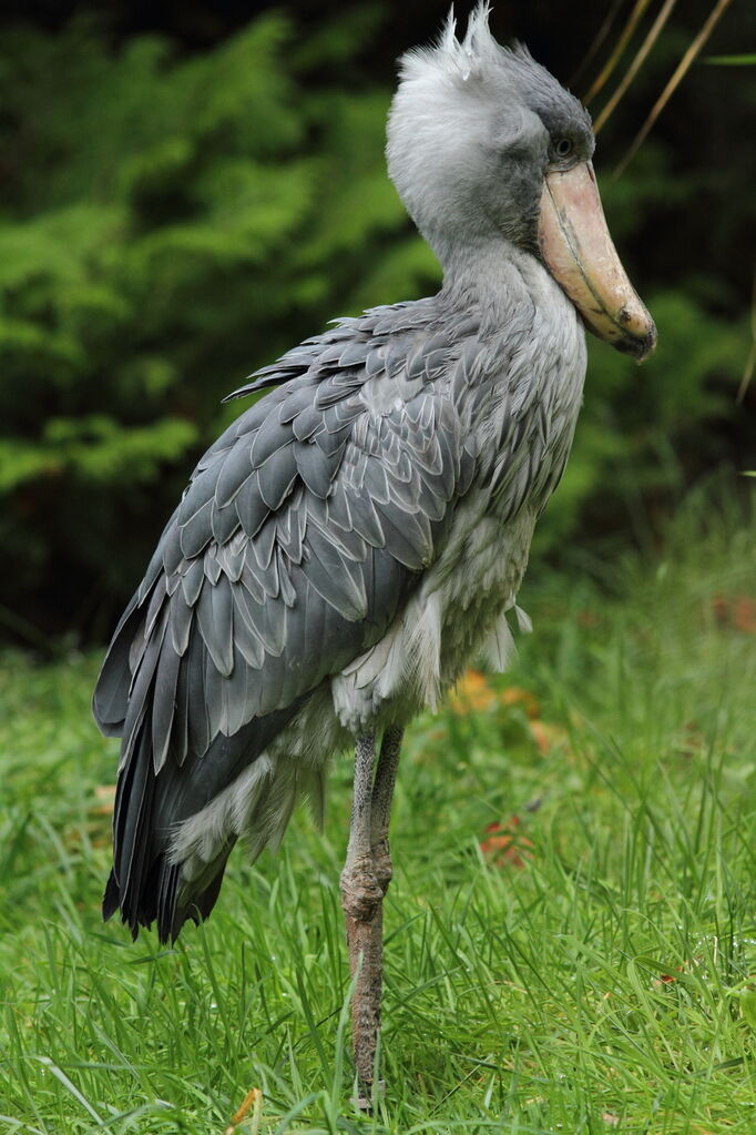 Shoebill