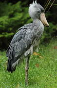 Shoebill