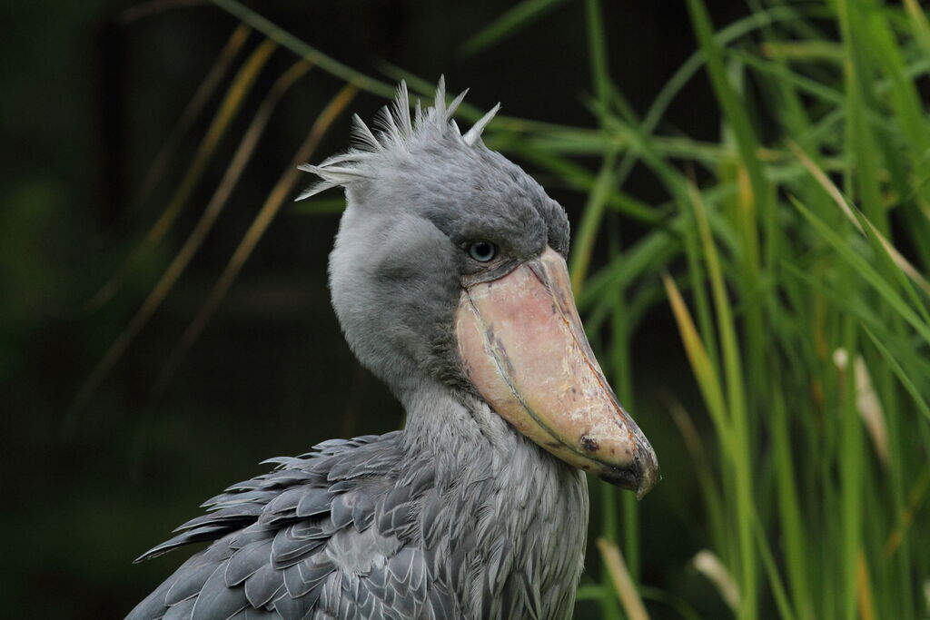 Shoebill