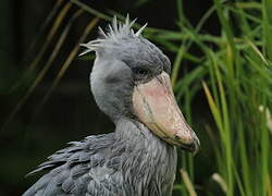 Shoebill