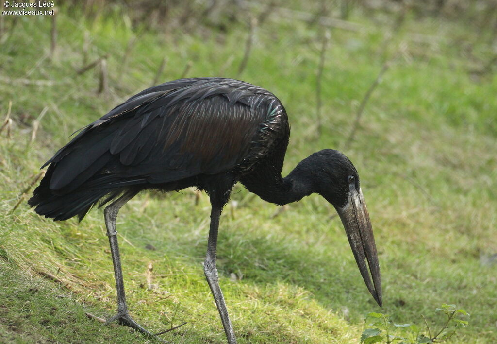 African Openbill