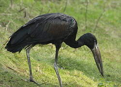 African Openbill