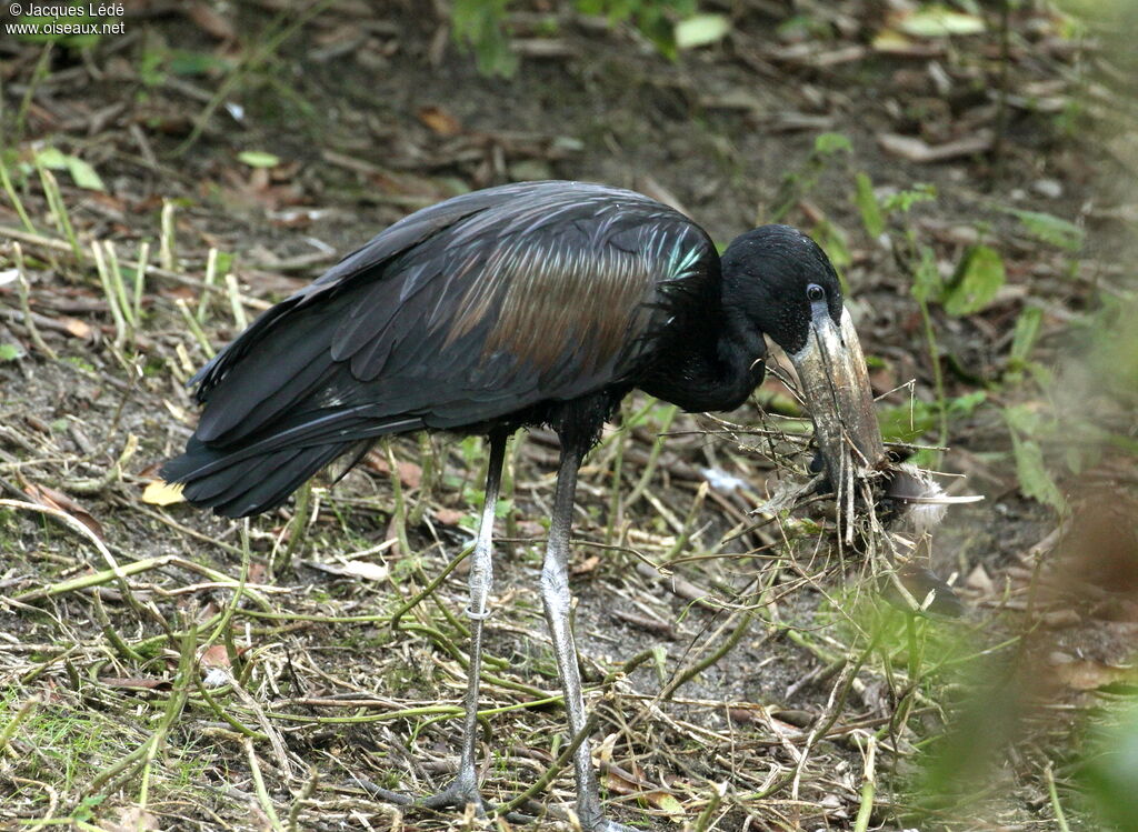 African Openbill