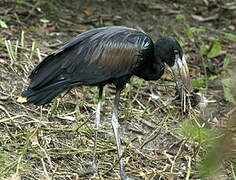 African Openbill