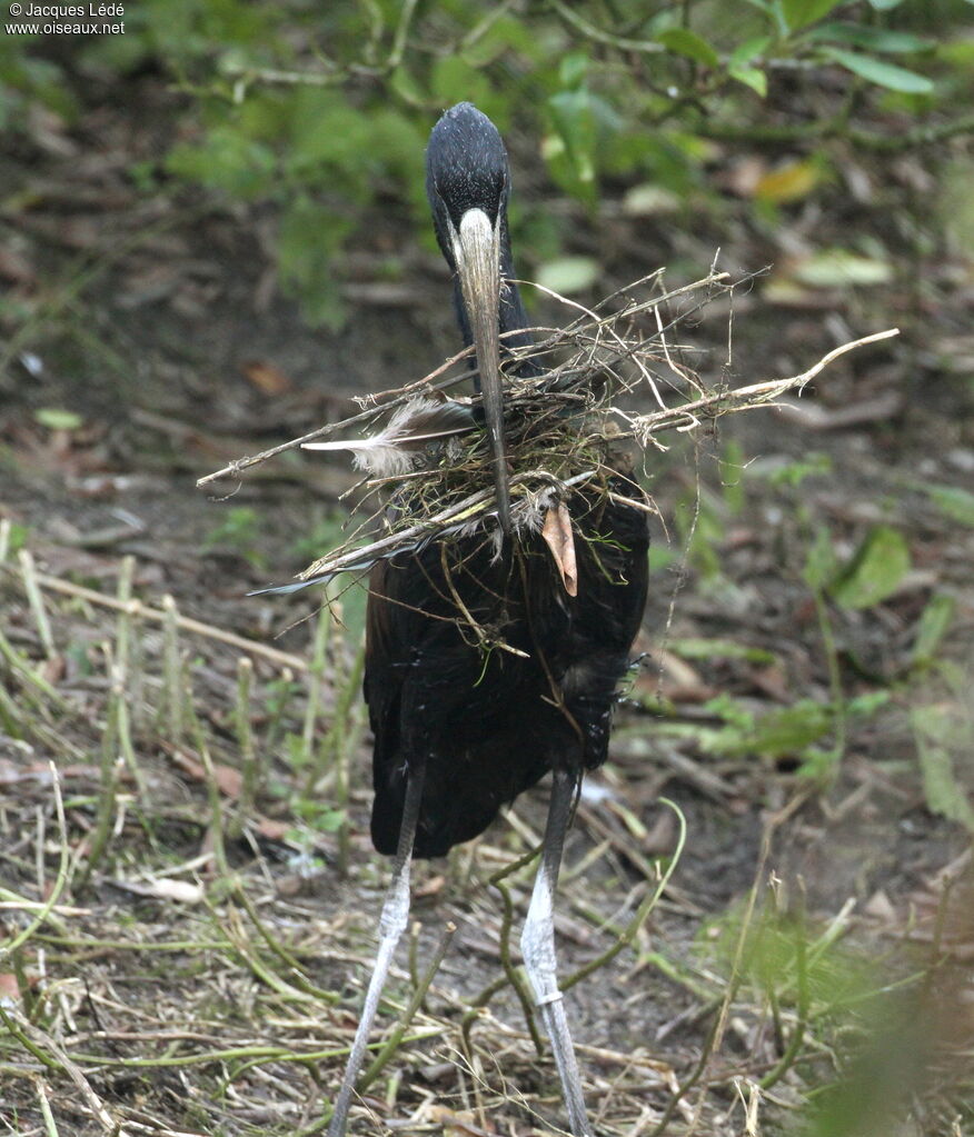 African Openbill