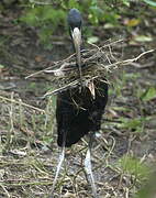 African Openbill