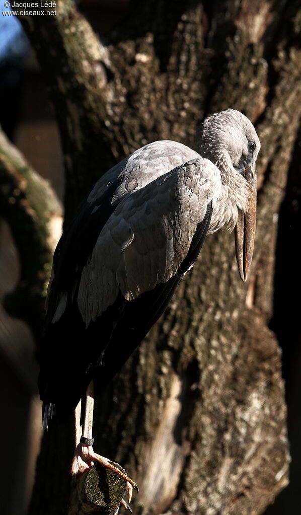 Asian Openbill