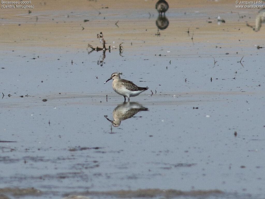 Curlew Sandpiper