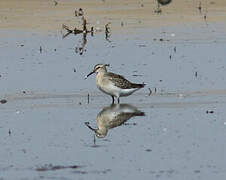 Curlew Sandpiper