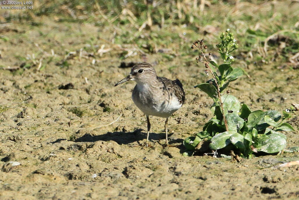 Temminck's Stint