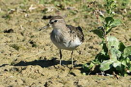 Temminck's Stint