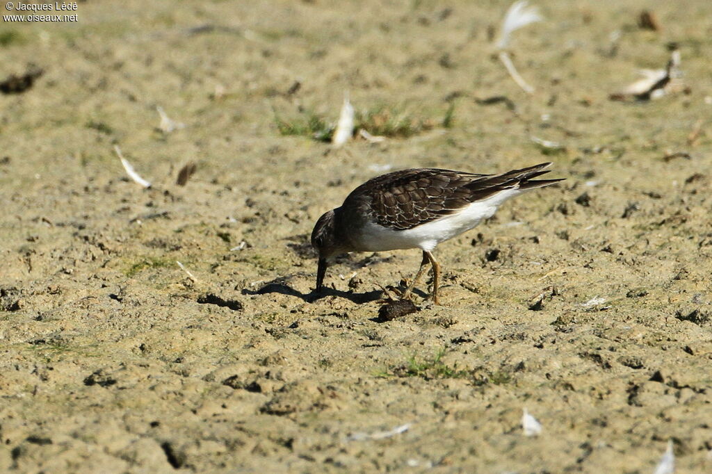 Temminck's Stint