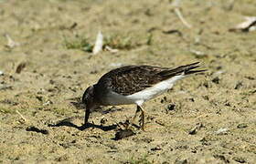 Temminck's Stint