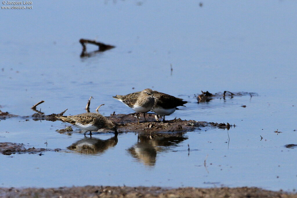 Temminck's Stint