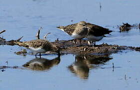 Temminck's Stint