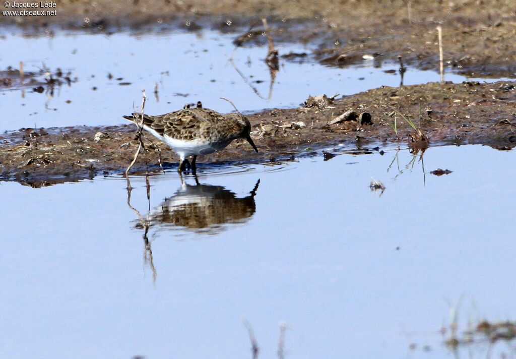 Temminck's Stint