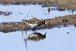 Temminck's Stint