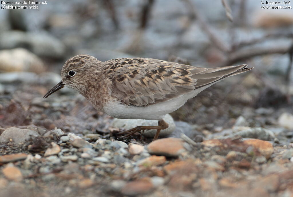 Temminck's Stint