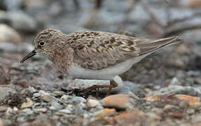 Temminck's Stint