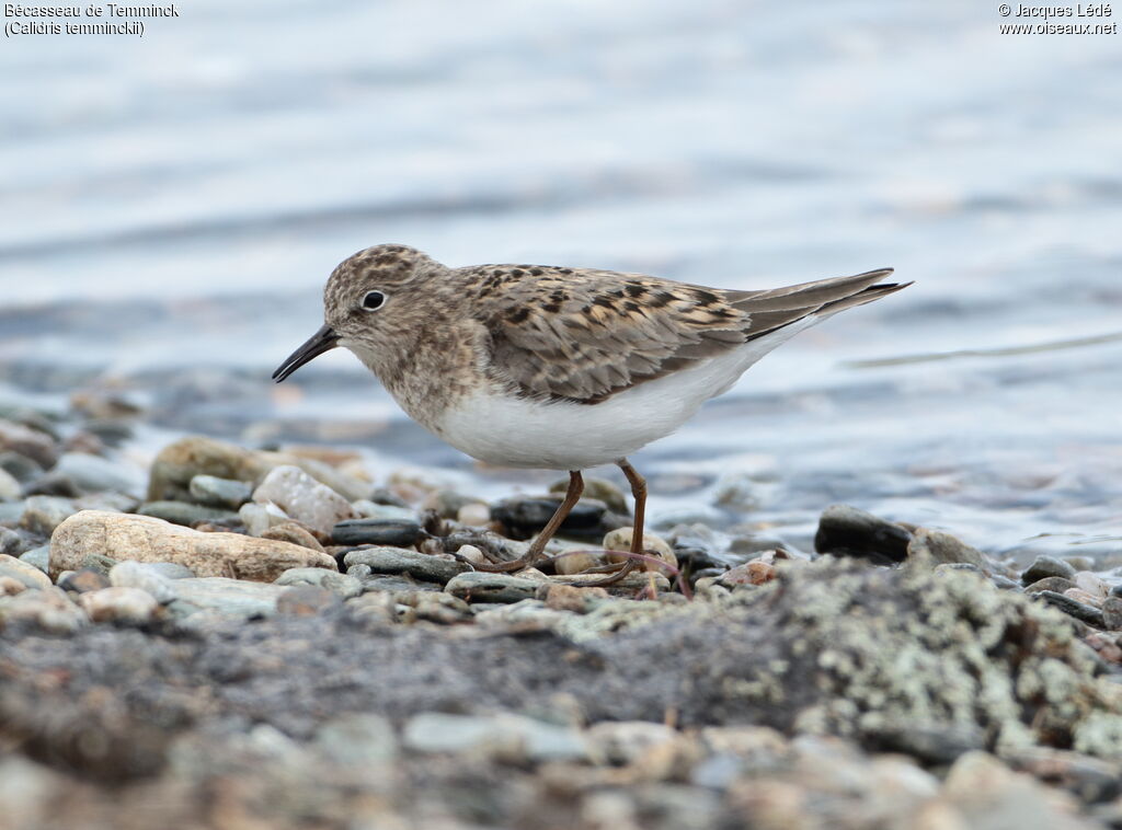 Temminck's Stint