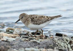 Temminck's Stint