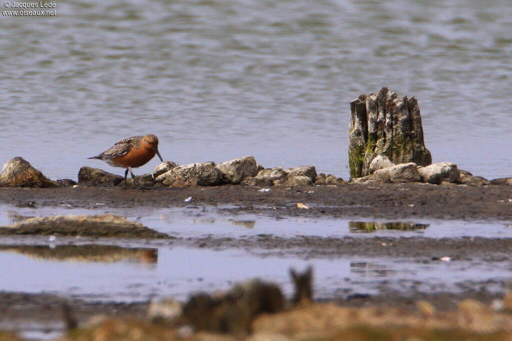 Red Knot