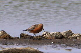 Bécasseau maubèche