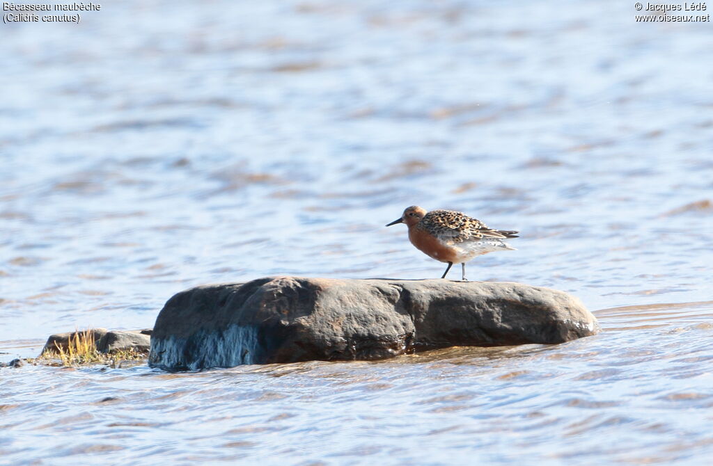 Red Knot